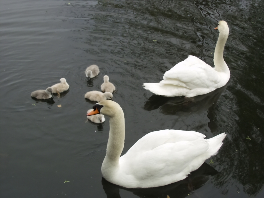 New baby swans